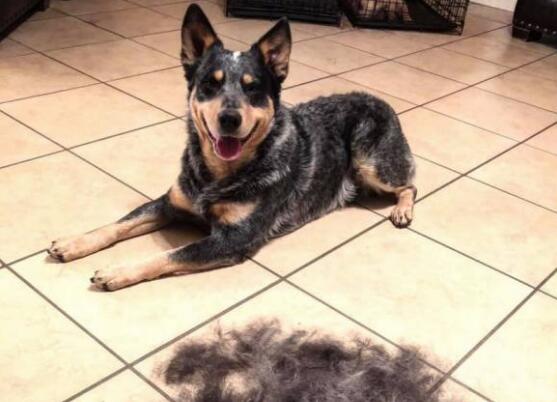 澳大利亚牧牛犬需要训练什么 澳大利亚牧牛犬需要训练什么