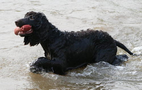 愛爾蘭水獵犬的體高是多少