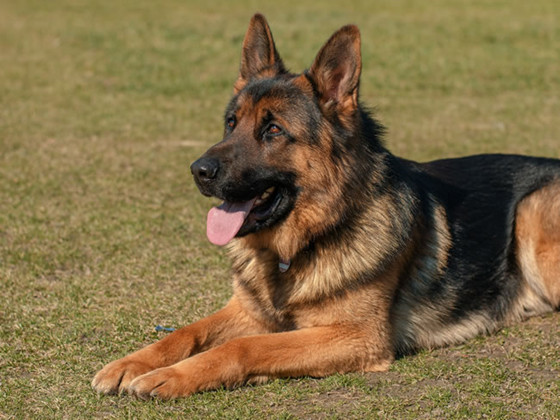 德国牧羊犬怎么训练才听话