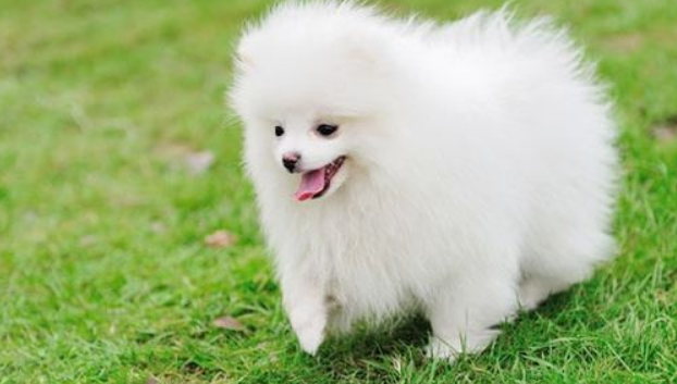 博美犬吃什么食物好 博美犬吃什么食物好