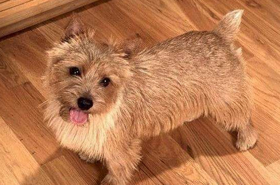 诺里奇梗这种小型犬，应该从这几个方面来挑选
