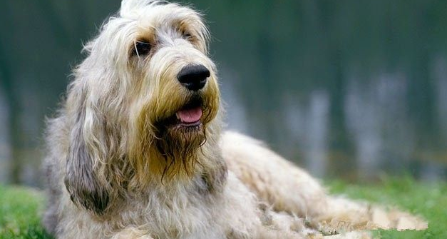 奥达猎犬多大产仔