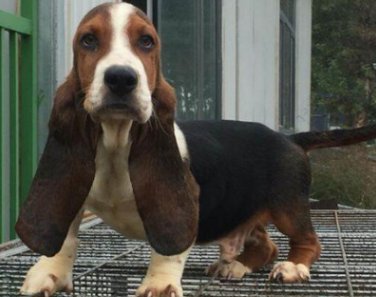巴吉度犬的饲养要点有哪些 巴吉度犬的饲养要点有哪些