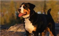 大瑞士山地犬需要训练什么