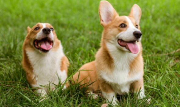 柯基犬训练技巧有哪些 柯基犬训练技巧有哪些