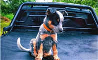 澳大利亚牧牛犬喜欢什么