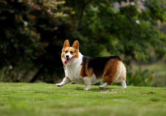 哪里买的柯基犬健康有保障 哪里买的柯基犬健康有保障