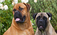 斗牛马士提夫犬需要训练什么