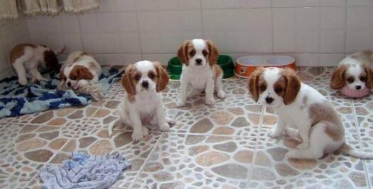 查理王小猎犬活泼吗 查理王小猎犬活泼吗