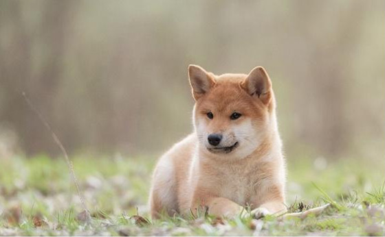 柴犬该怎么喂养