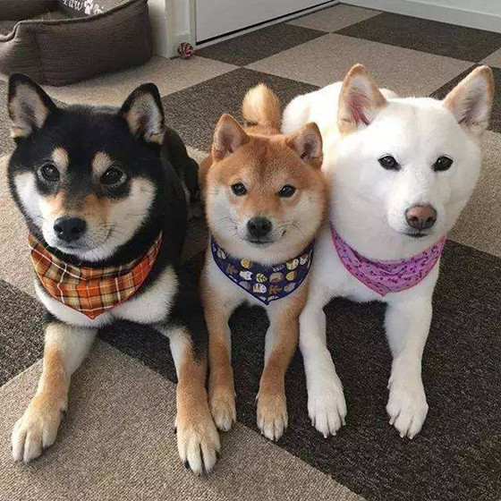 柴犬一般什么价格 柴犬一般什么价格