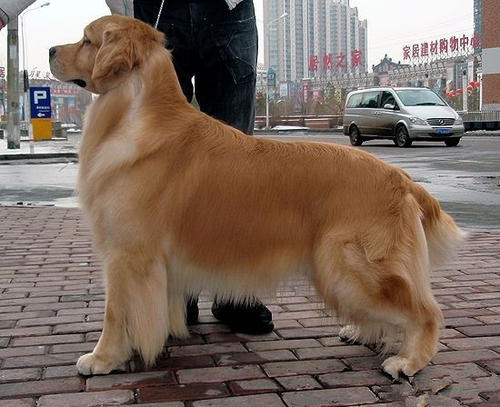 金毛犬的壽命一般是多久