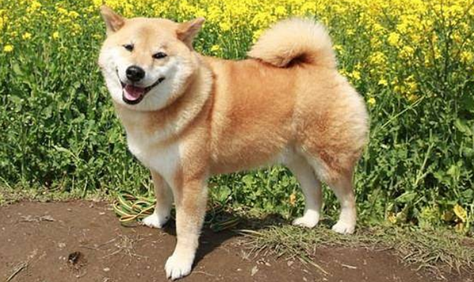柴犬生活习惯 柴犬生活习惯