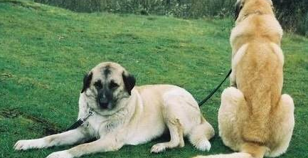 安娜图牧羊犬的毛色有几种 安娜图牧羊犬的毛色有几种