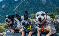 怎么判断澳大利亚牧牛犬得了什么病