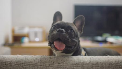 法国斗牛犬多重