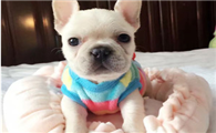 法国斗牛犬图片及价格