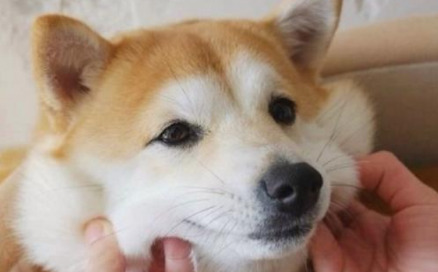 柴犬的用途是什么 柴犬的用途是什么