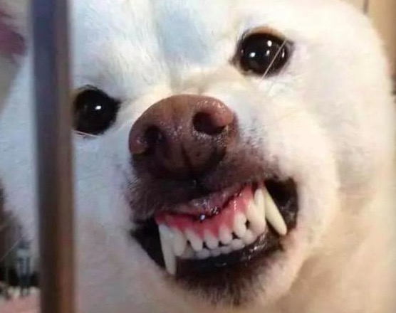 狗狗老是凶家里人怎么办