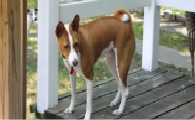巴仙吉犬的寿命一般是多久