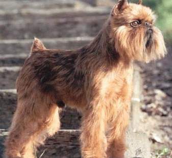 养布鲁塞尔粗毛猎犬注意事项 养布鲁塞尔粗毛猎犬注意事项