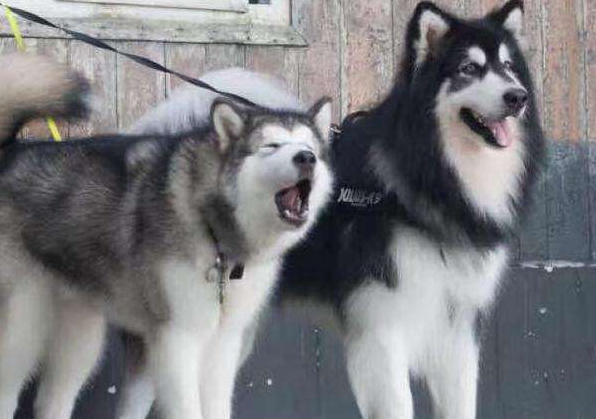 阿拉斯加雪橇犬调皮吗