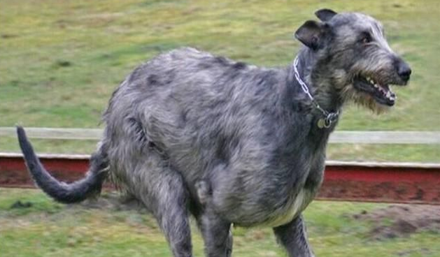 爱尔兰猎狼犬的用途是什么 爱尔兰猎狼犬的用途是什么