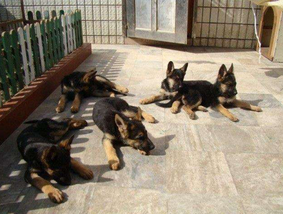 养德国牧羊犬注意事项 养德国牧羊犬注意事项