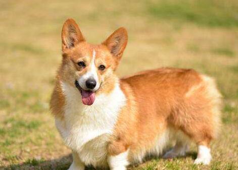 柯基犬容易掉毛吗