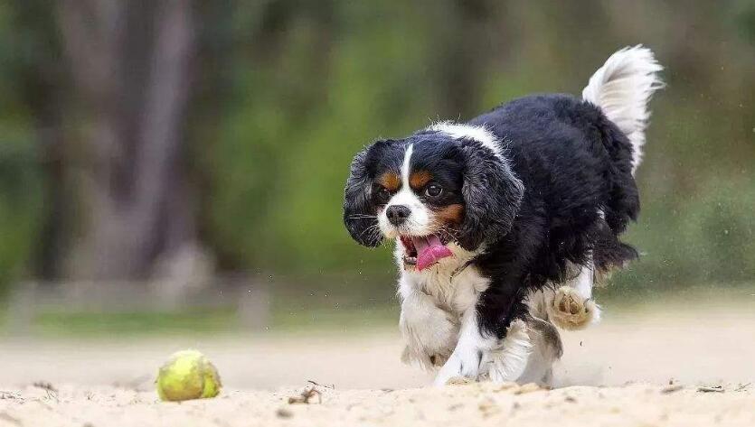 查理王小猎犬喂食方法