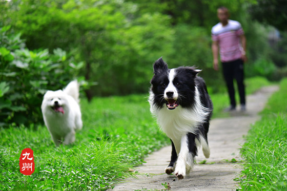 边境牧羊犬需要训练什么 边境牧羊犬需要训练什么