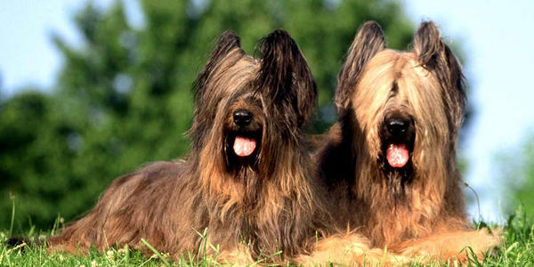 伯瑞犬的性格外貌特征