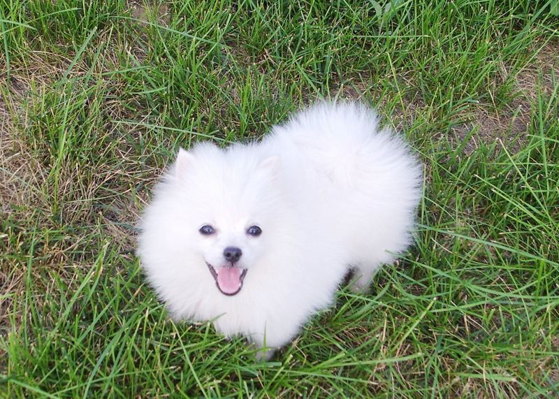 博美犬智商排名第几