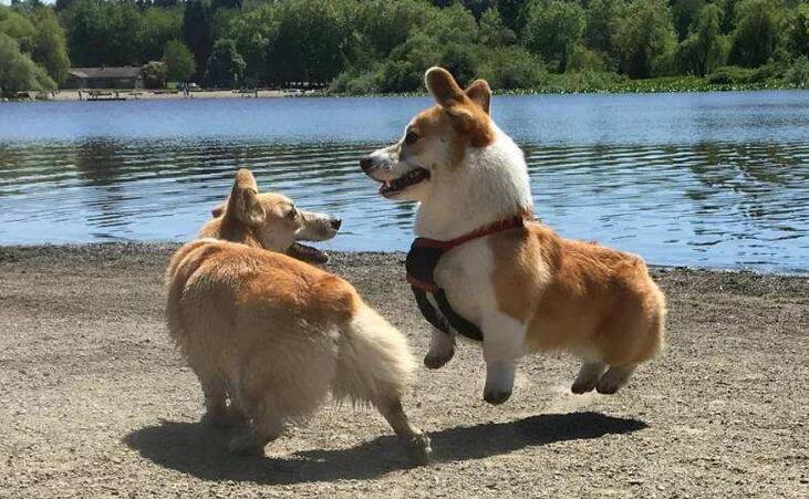 柯基犬为什么不叫