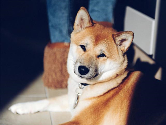 3个月的柴犬一般多重 3个月的柴犬一般多重