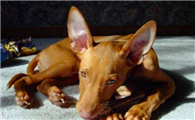 法老王猎犬的常见疾病有哪些？该如何防治？