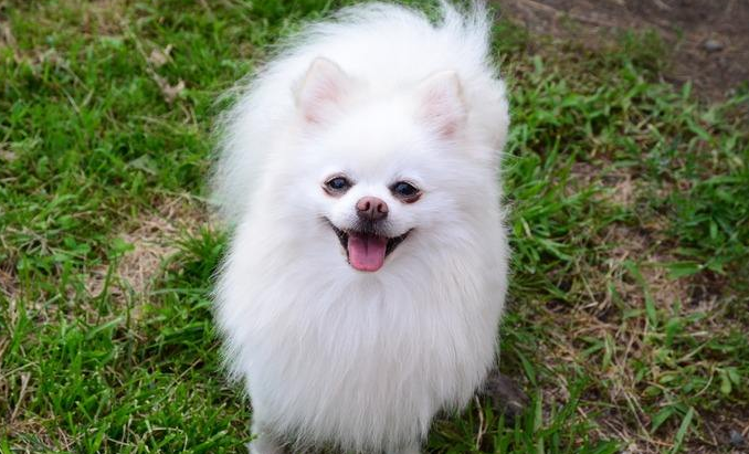 博美犬是小型犬吗