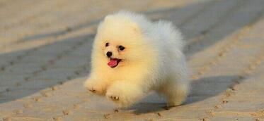 博美犬活泼吗