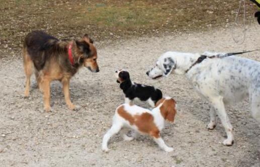 养骑士查理王小猎犬注意事项