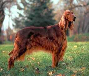 爱尔兰雪达犬的这些训练技巧,身为铲屎官的你都知道吗?