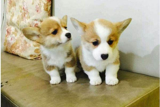 立耳晚的柯基犬幼犬是不是好