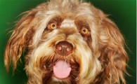 奥达猎犬喜欢什么