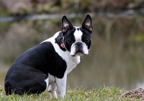 波士顿梗的毛色有几种