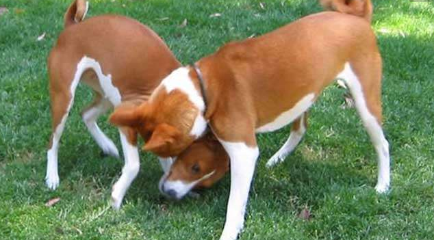养巴仙吉犬注意事项 养巴仙吉犬注意事项