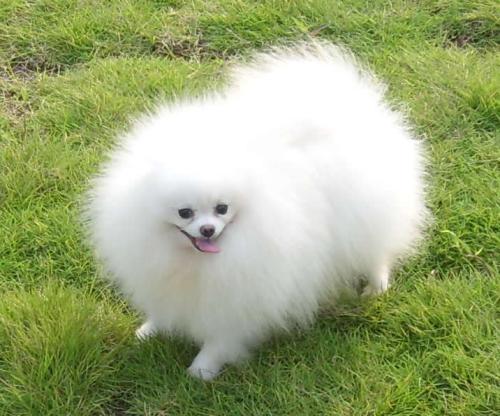 博美犬需要训练什么 博美犬需要训练什么