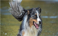 澳大利亚牧羊犬的性格外貌特征