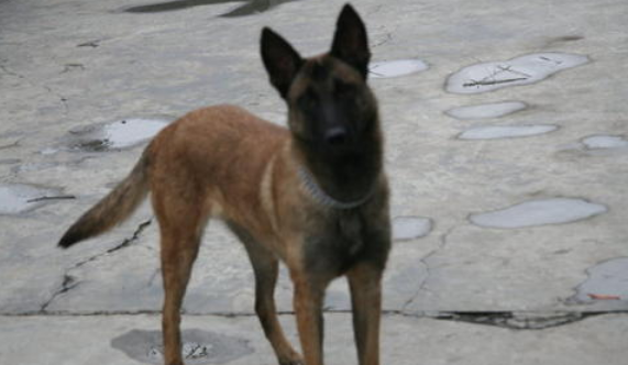 怎么判断比利时玛利诺犬得了什么病 怎么判断比利时玛利诺犬得了什么病