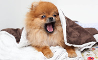 博美犬吃多了吐了怎么办