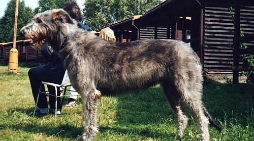爱尔兰猎狼犬的起源和历史 爱尔兰猎狼犬的起源和历史
