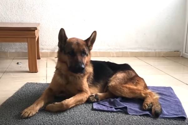德国牧羊犬喜欢什么
